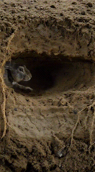 Rabbit Hole Animation